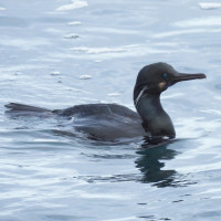 Brandt's Cormorant